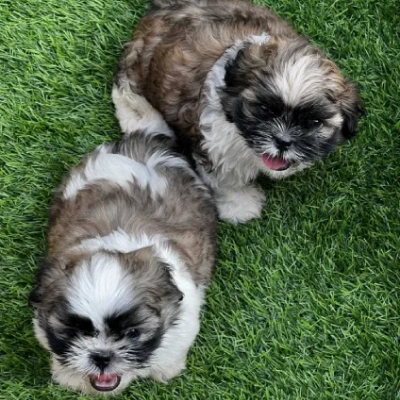 Shih Tzu puppies for sale in Jodhpur