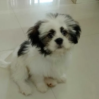 Shih Tzu puppies for sale in Bikaner