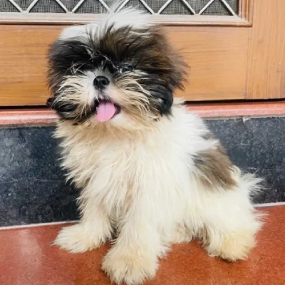 Shih Tzu puppies for sale in Bikaner