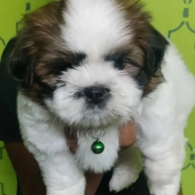 Shih Tzu puppies for sale in Bikaner