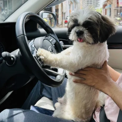 Shih Tzu puppies for sale in Ajmer