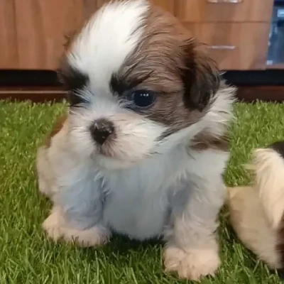 Shih Tzu puppies for sale in Vijayawada