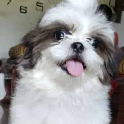 Shih Tzu puppies for sale in Gurgaon