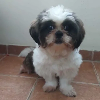 Shih Tzu puppies for sale in Gurgaon