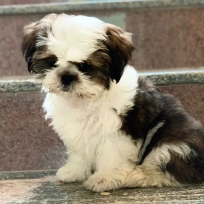 Shih Tzu puppies for sale in Bikaner