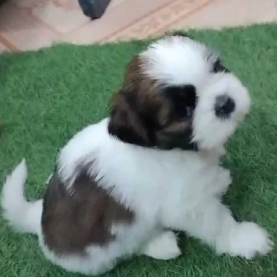 Shih Tzu puppies for sale in Vijayawada