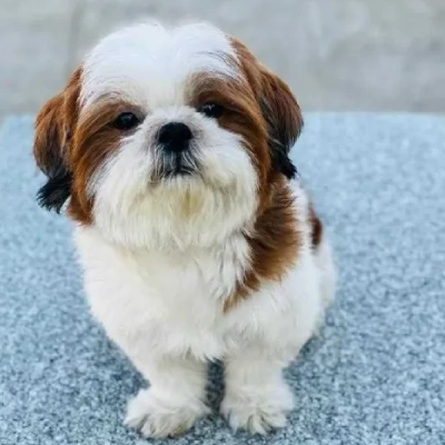 Shih Tzu puppies for sale in Jodhpur