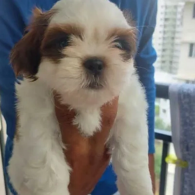 Shih Tzu puppies for sale in Jodhpur