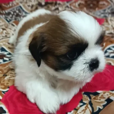 Shih Tzu puppies for sale in Jodhpur