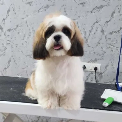 Shih Tzu puppies for sale in Gurgaon