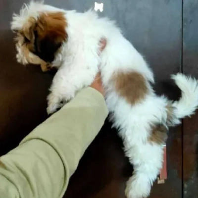 Shih Tzu puppies for sale in Bikaner