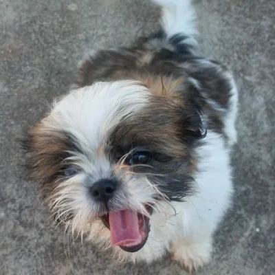 Shih Tzu puppies for sale in Ajmer