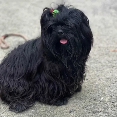 Shih Tzu puppies for sale in Jodhpur