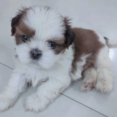 Shih Tzu puppies for sale in Ajmer