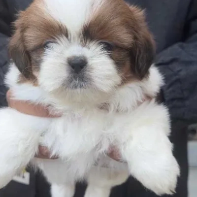 Shih Tzu puppies for sale in Jodhpur