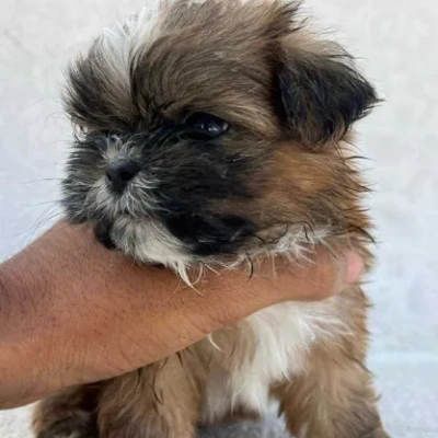 Shih Tzu puppies for sale in Bikaner