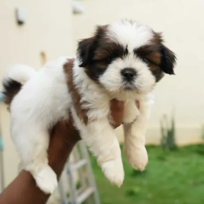 Shih Tzu puppies for sale in Vijayawada