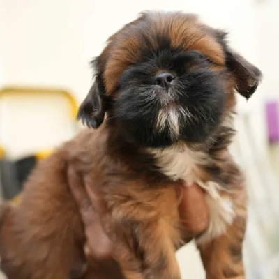 Shih Tzu puppies for sale in Bikaner