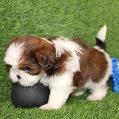 Shih Tzu puppies for sale in Bikaner