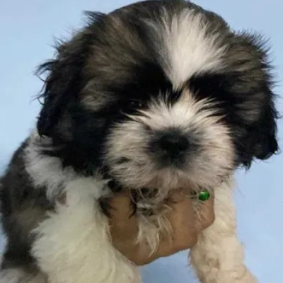 Shih Tzu puppies for sale in Kota