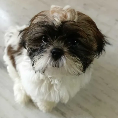 Shih Tzu puppies for sale in Gurgaon