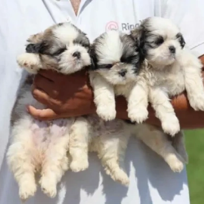 Shih Tzu puppies for sale in Vijayawada