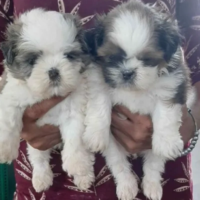 Shih Tzu puppies for sale in Ajmer