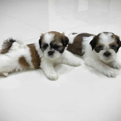 Shih Tzu puppies for sale in Udaipur