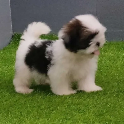 Shih Tzu puppies for sale in Jodhpur