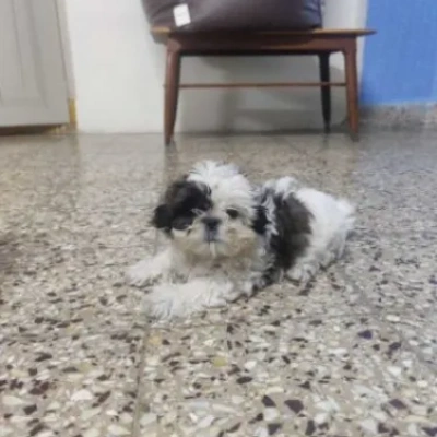 Shih Tzu puppies for sale in Kota