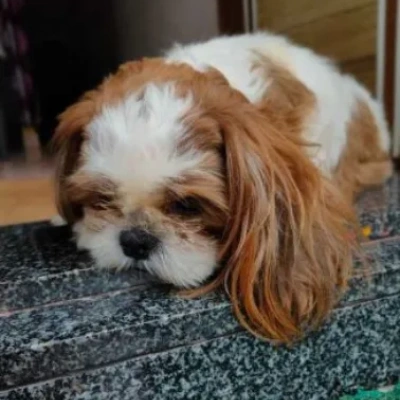 Shih Tzu puppies for sale in Bikaner