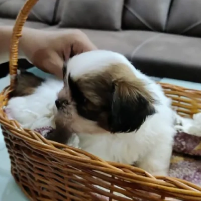 Shih Tzu puppies for sale in Ajmer