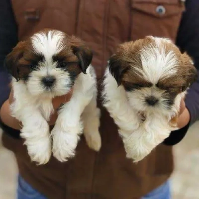 Shih Tzu puppies for sale in Ajmer