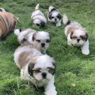 Shih Tzu puppies for sale in Jodhpur