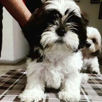 Shih Tzu puppies for sale in Gurgaon