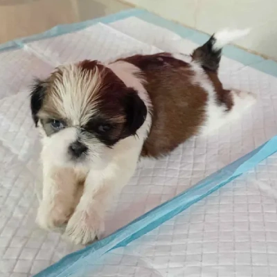 Shih Tzu puppies for sale in Udaipur