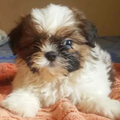 Shih Tzu puppies for sale in Kota