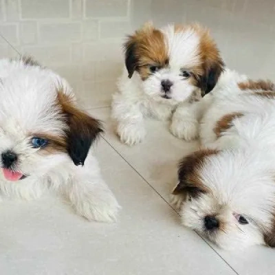 Shih Tzu puppies for sale in Ajmer