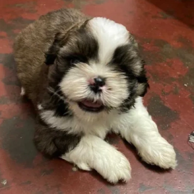 Shih Tzu puppies for sale in Jodhpur