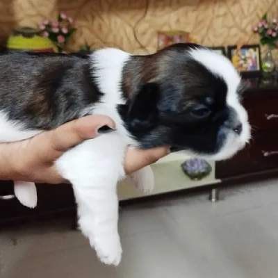 Shih Tzu puppies for sale in Kota