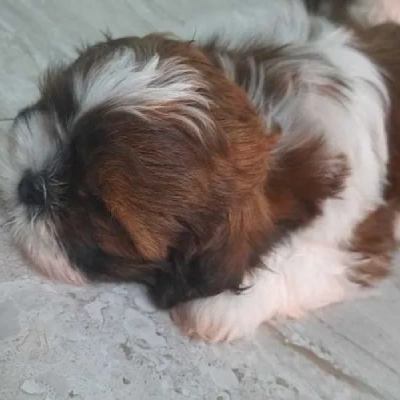 Shih Tzu puppies for sale in Vijayawada