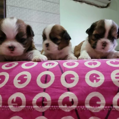 Shih Tzu puppies for sale in Jodhpur