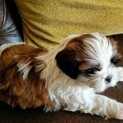 Shih Tzu puppies for sale in Jaipur