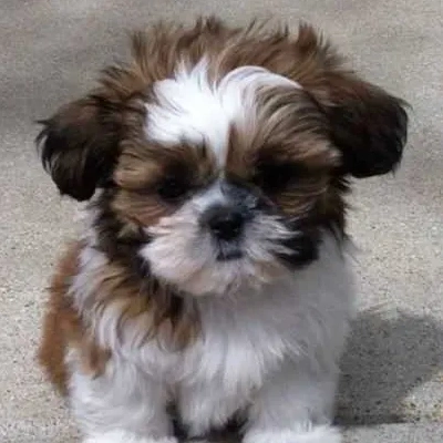 Shih Tzu puppies for sale in Kota