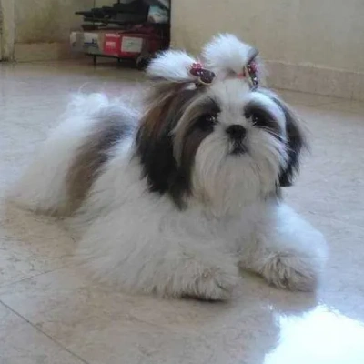 Shih Tzu puppies for sale in Ajmer