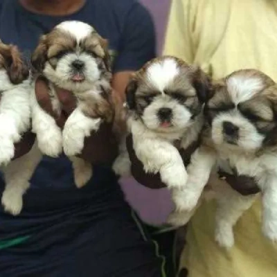 Shih Tzu puppies for sale in Ajmer