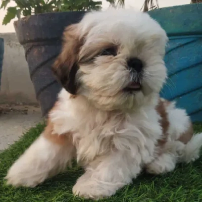 Shih Tzu puppies for sale in Gurgaon