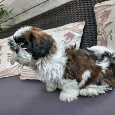 Shih Tzu puppies for sale in Ajmer