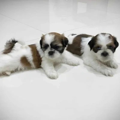 Shih Tzu puppies for sale in Udaipur