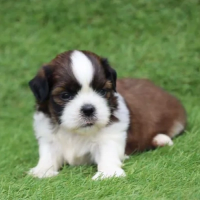 Shih Tzu puppies for sale in Bikaner